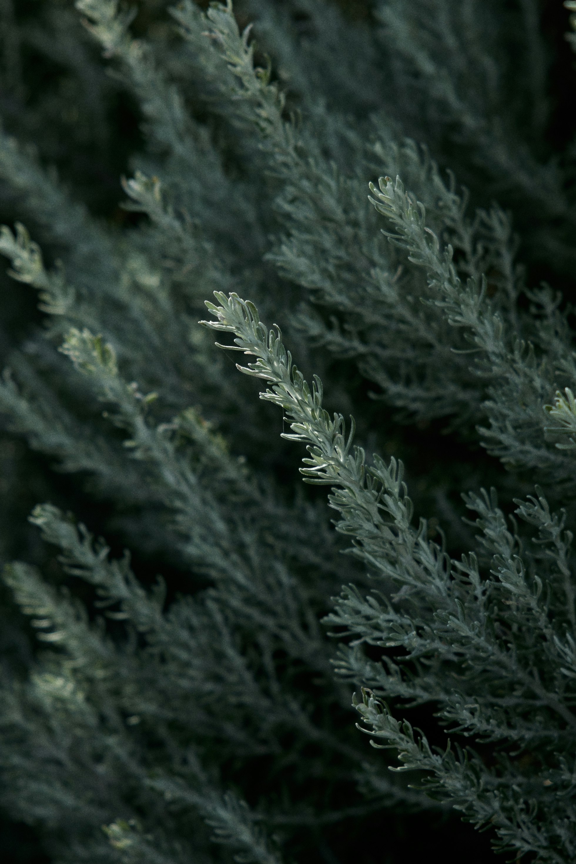 green pine tree in close up photography